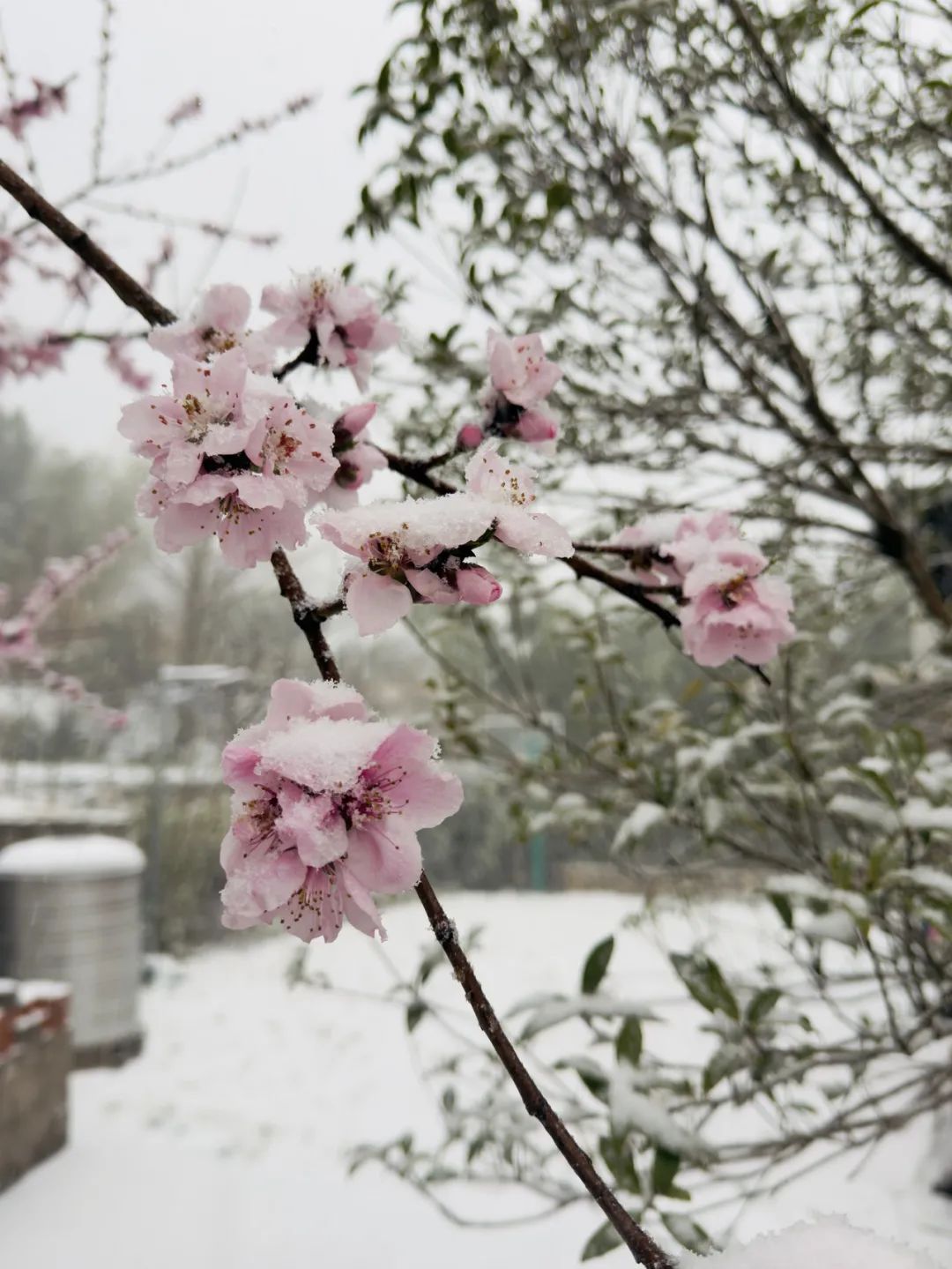 桃花开得正好。受访者供图
