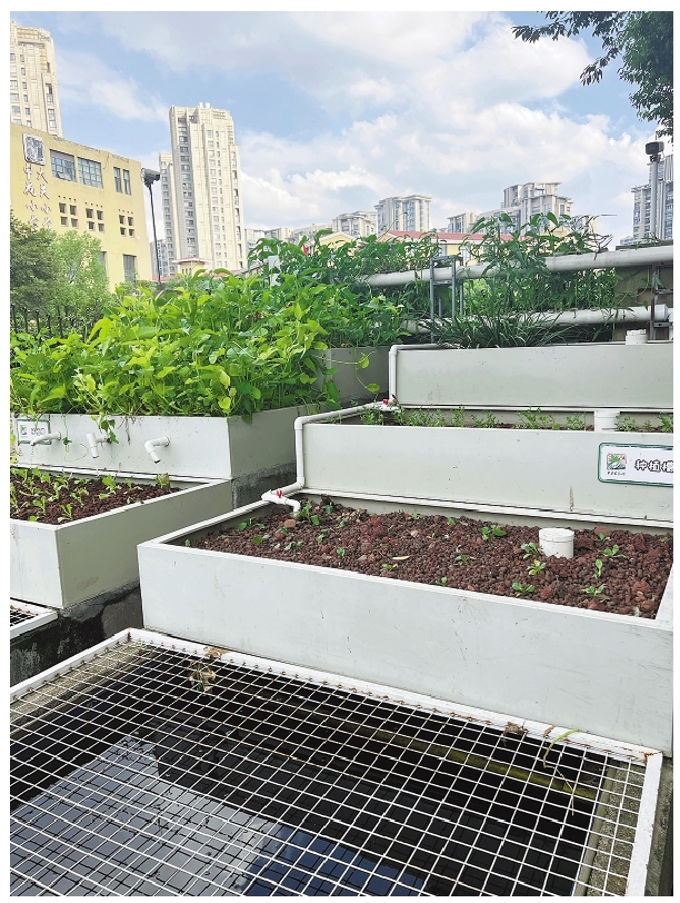 “鱼菜共生”系统