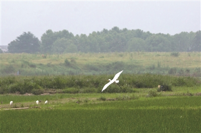 夏日的良渚古城遗址公园,一只鹭鸟在低空飞翔。