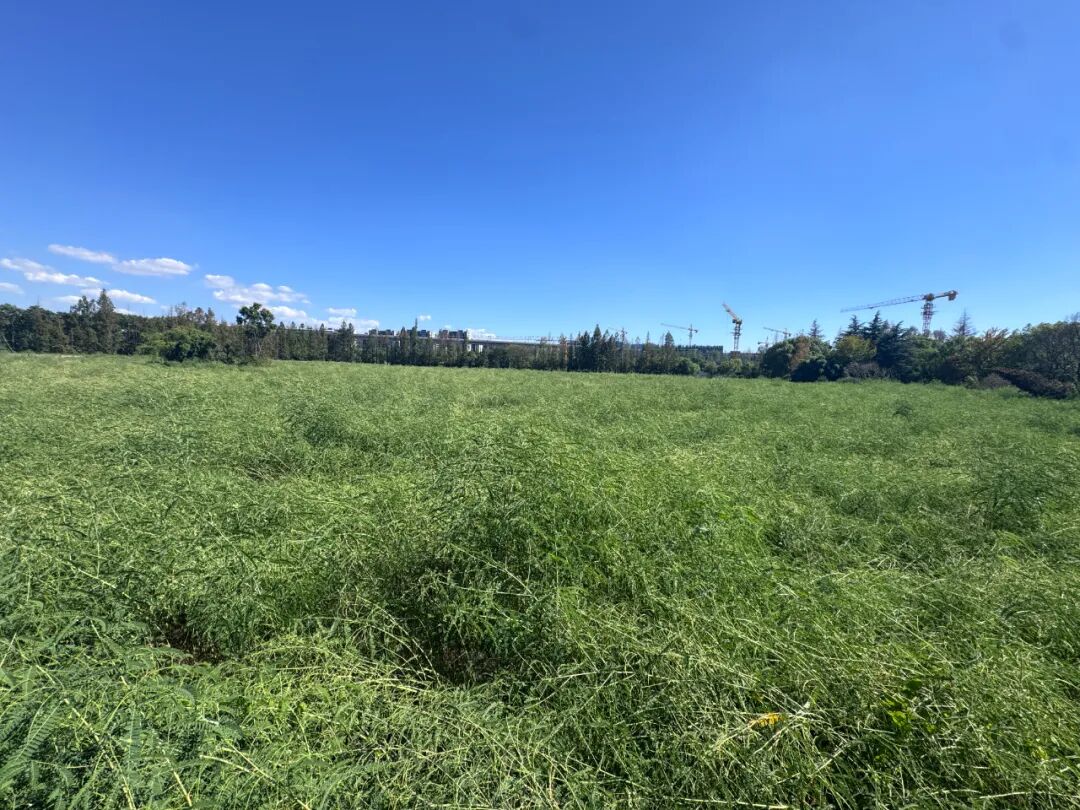 (华丰124号地块实景图)
