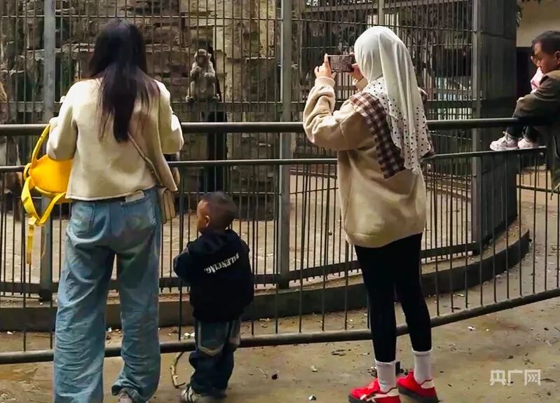 游客在动物园里观赏动物(央广网发 龙艺 摄)