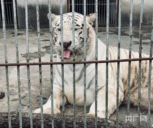 动物园里可爱的老虎(央广网发 龙艺 摄)