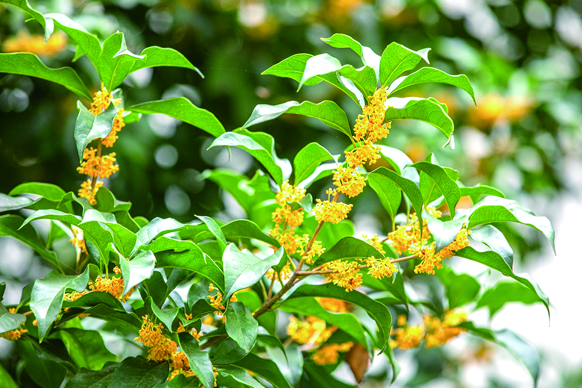 西湖边桂花盛开。记者 陈中秋 摄