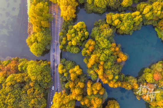 59.西湖风景名胜区杨公堤-悬铃木-张圣东摄影 (1).jpg