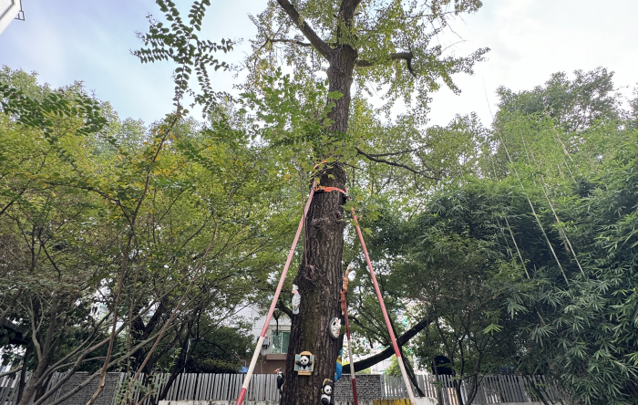 校园里的百年银杏树