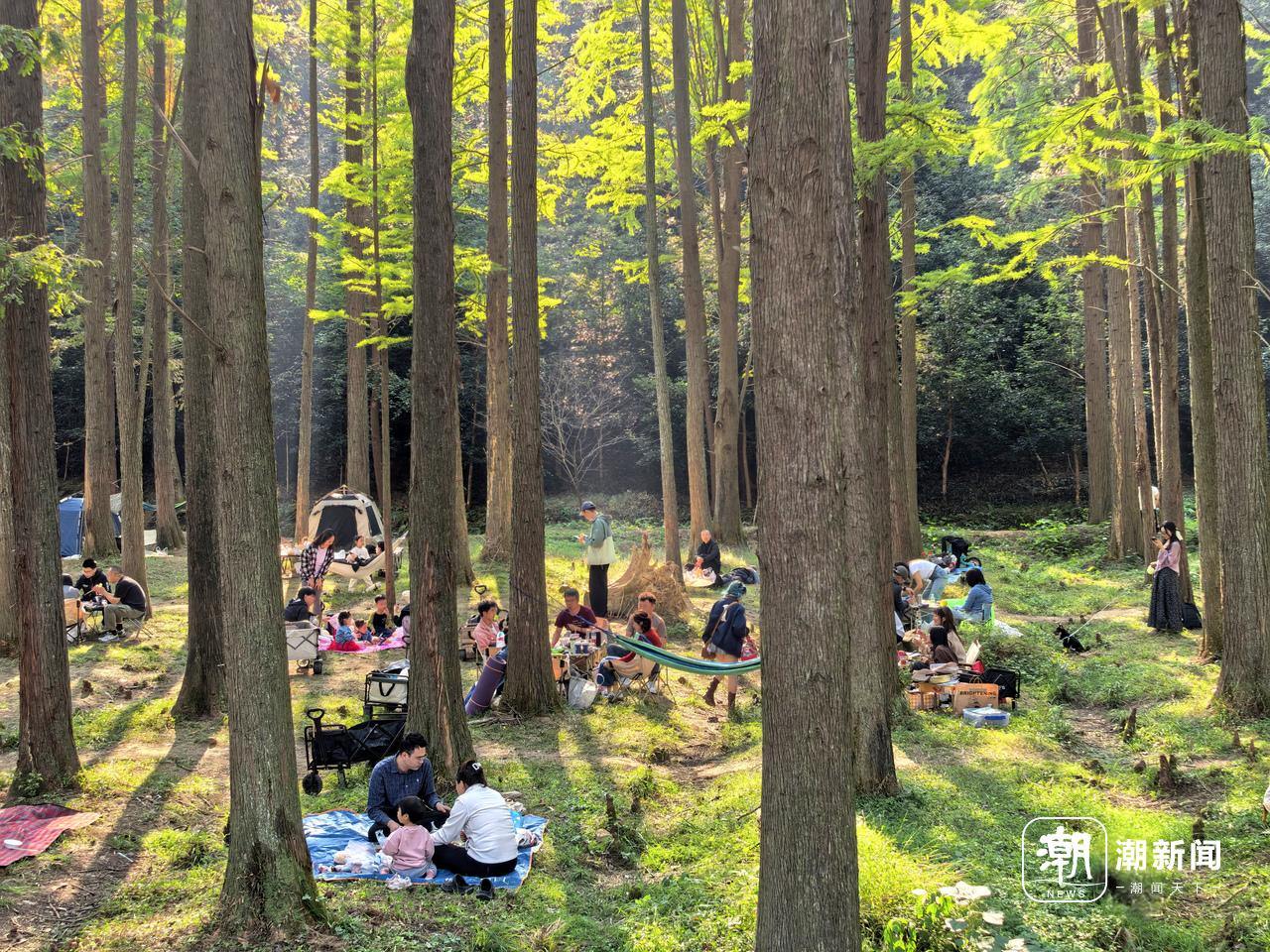11月16日,寒潮到来前,气温舒适,杭州长乐林场“长”满了露营的市民游客。记者 俞刘东 摄