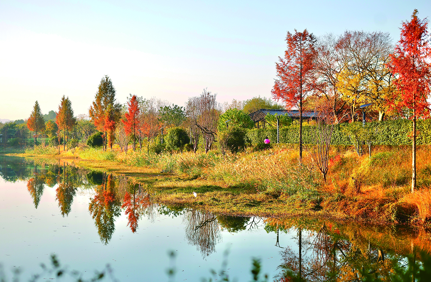 阳光下的西溪湿地。记者 江玥 摄