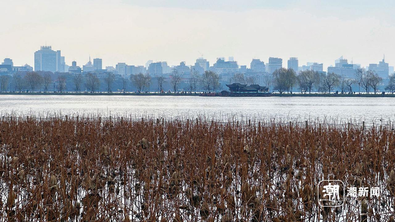 西湖残荷。记者吴煌摄