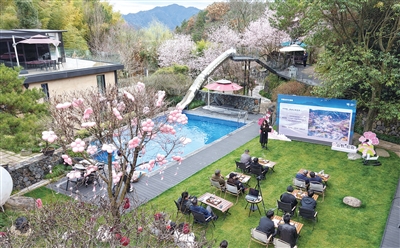 700米高山之巅野樱花树下的招商会现场 记者 陈林森 摄