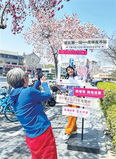 游人在玉兰树前拍照打卡