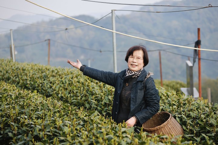 83岁的茶农杨桂英自称“杨姐”。