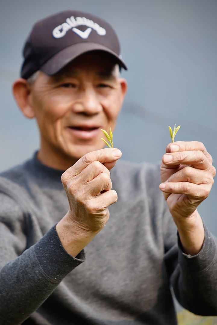 孙顺灿向记者展示采摘的鲜叶