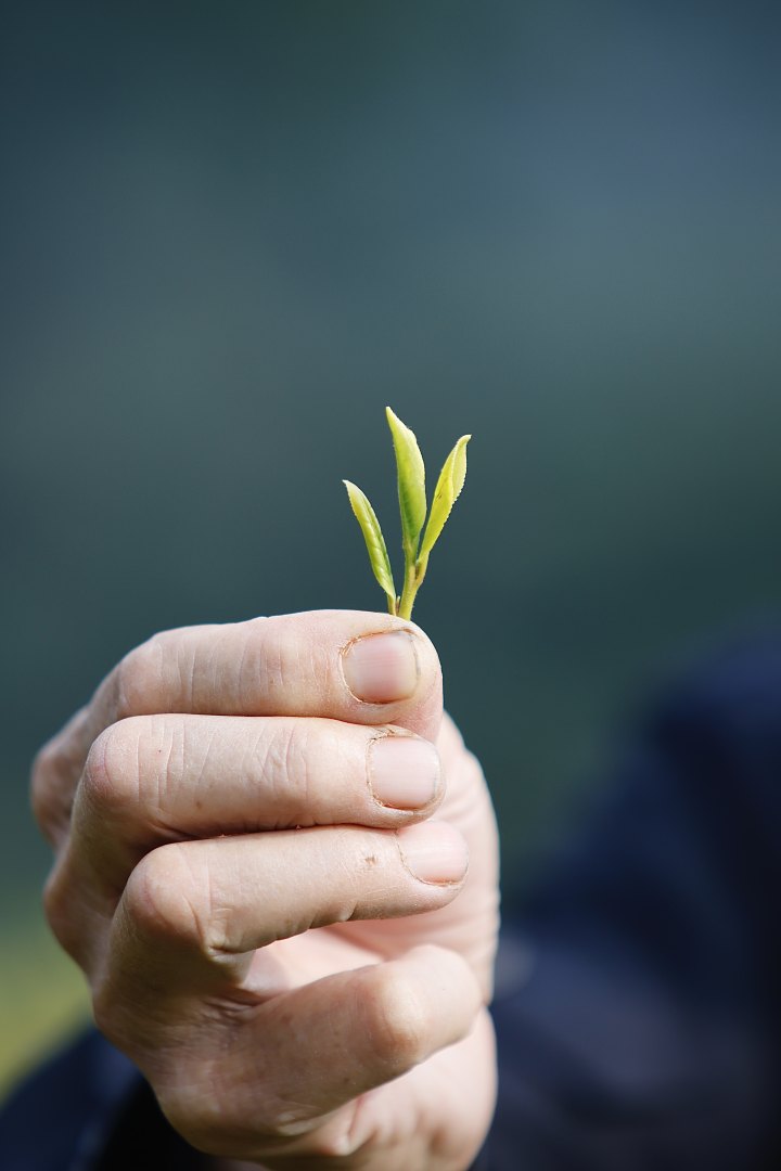孙顺灿向记者展示采摘的鲜叶