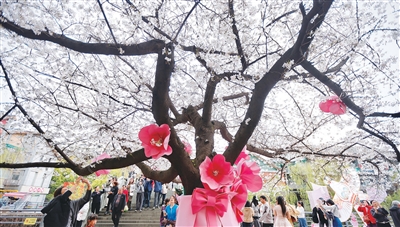信义坊“樱花王”正值盛花期 记者 江玥 摄