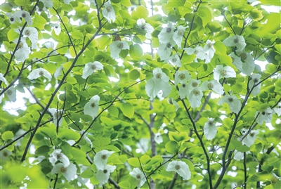 杭州植物园,珙桐花开。记者 陈中秋 摄