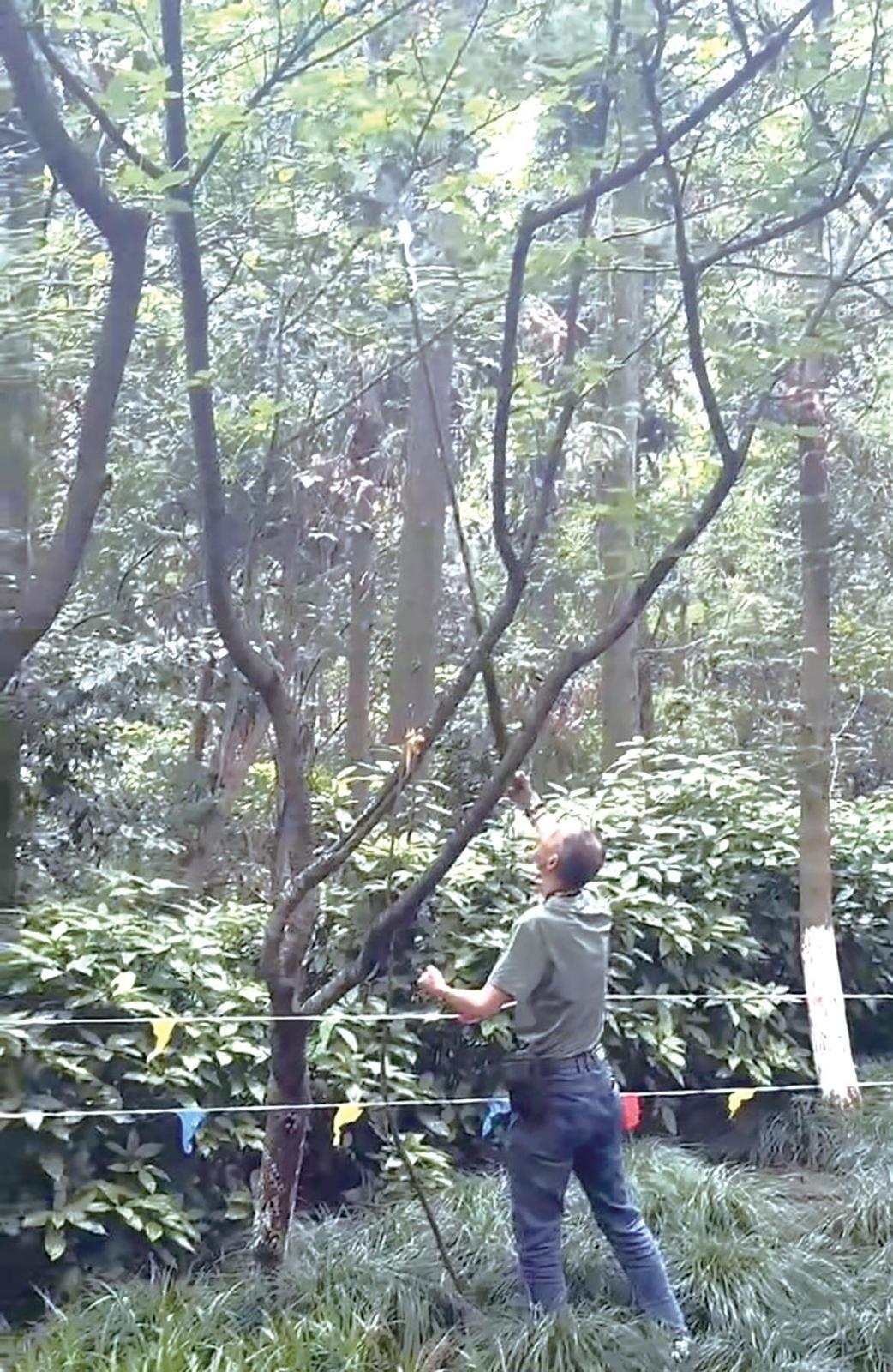 有人用工具剪掉鸟巢旁的树枝