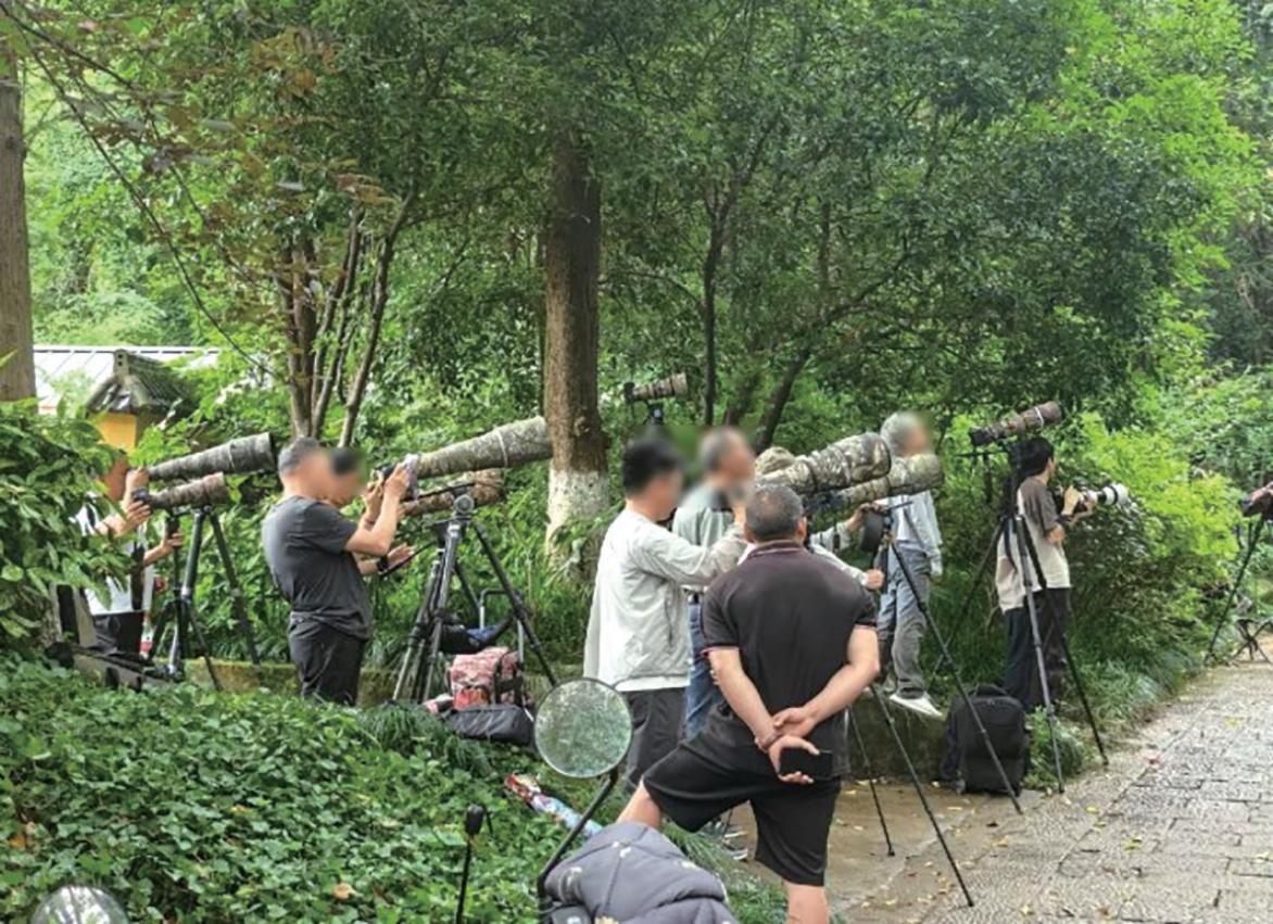 半山寿带鸟引来大批摄影爱好者