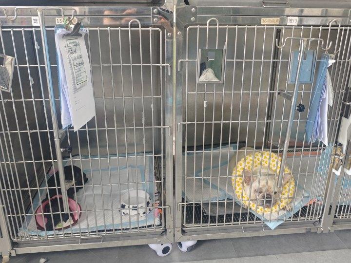 墩墩和巧克力住院中