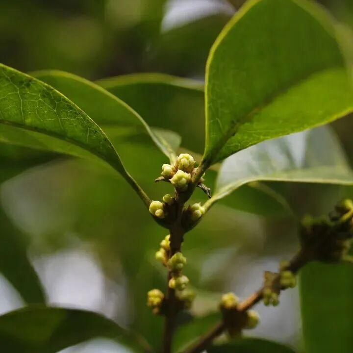 9月14日早银桂实拍(来源:杭州植物园)