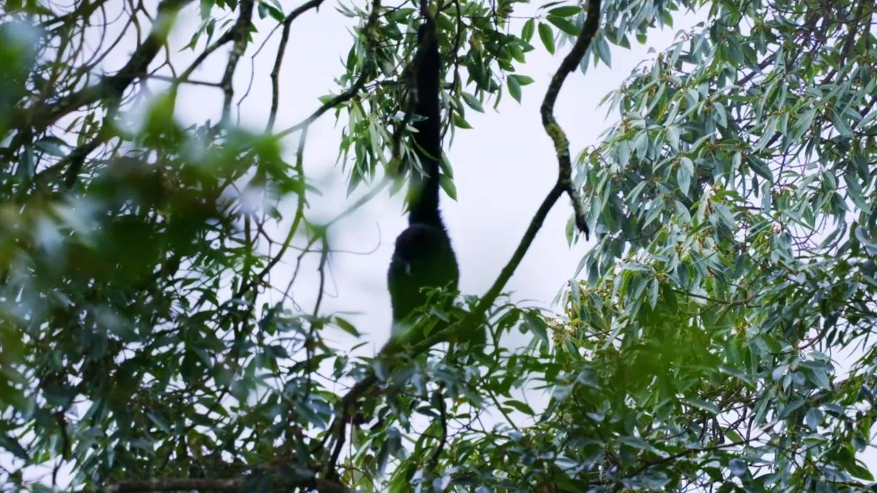 配图3