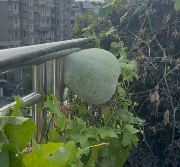 配图1