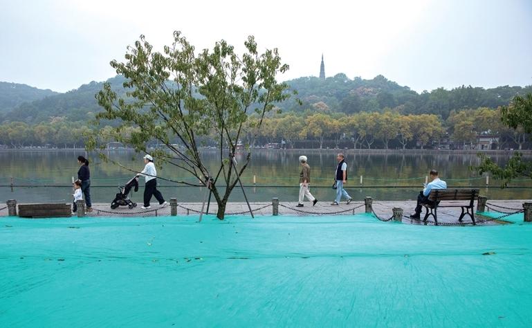 西湖白堤的草坪为冬季复播,盖上了一层绿色无纺布“小棉被”。记者 陈中秋 摄
